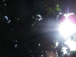 太陽